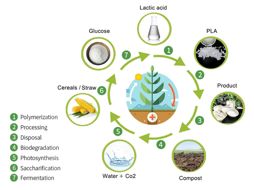 Polylactic acid material Cycle Diagram